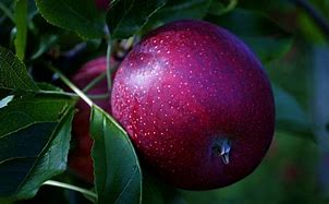 Image result for Red Apple Yellow Apple Green Apple
