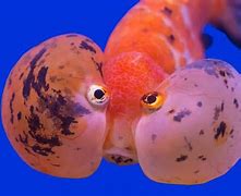 Image result for Fish with 8 Eyes