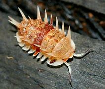 Image result for Isopod Habitat