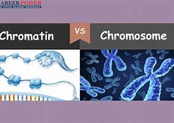 Image result for Chromatin vs Chromosome