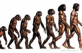 Image result for Chimpanzee and Human Common Ancestor