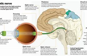 Image result for Retina and Optic Nerve