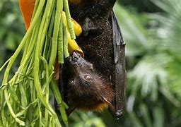 Image result for Black Fruit Bat Banana