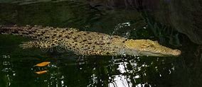 Image result for Albino Saltwater Crocodile
