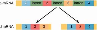 Image result for Types of Exons