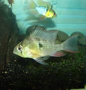 Image result for Bolivian Ram Fish