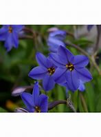 Image result for Ipheion Jessie