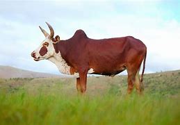 Image result for Zebu Cow Uganda