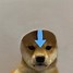 Image result for Dog Meme Avatar