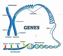 Image result for Gene Parts