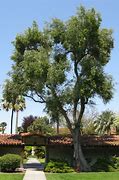 Image result for Manzanillo Tree