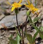 Image result for Arnica rydbergii