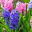 Image result for Hyacinth Flower