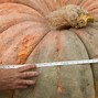 Image result for Largest Thing in the World