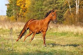Image result for Canter Horse Animation