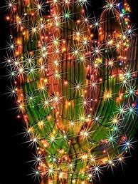 Image result for Cactus with Christmas Lights