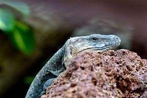 Image result for Gray Lizard Underwater