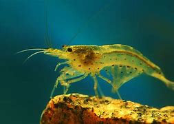 Image result for Amano Shrimp and Angelfish