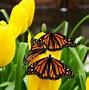 Image result for Monarch Butterfly Wallpaper
