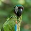 Image result for guacamayo