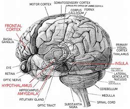 Image result for Memory Types Brain