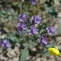 Image result for South West Desert Wildflowers