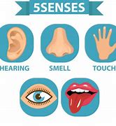 Image result for Five Senses PNG