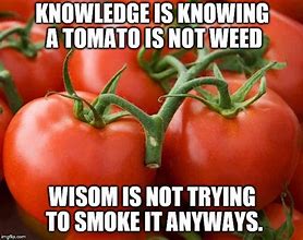 Image result for tomatoes memes