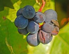 Image result for Cracked Grapes