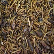 Image result for Dried Insects