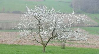 Image result for Prunus domestica Reine Claude Verte