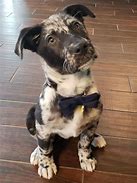 Image result for Rare Dog Mixes