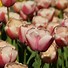 Tulipa Ollioules 的图像结果