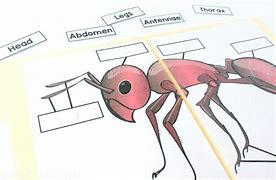 Image result for Cricket Insect Diagram