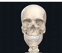 Image result for Skull Bone Real