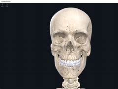 Image result for Human Skull Photography