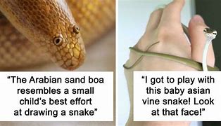 Image result for Snake Nope Rope Meme