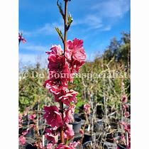 Image result for Prunus persica Vaes Oogst