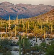 Image result for Sonoran Desert Sanctuary