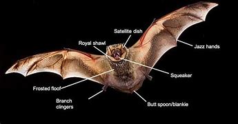 Image result for Bat Anatomy Compated to Human