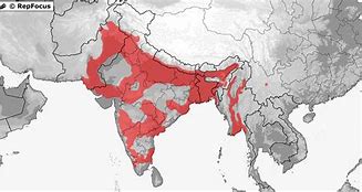 Image result for Nilssonia Trionychidae