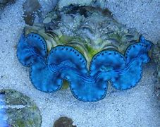 Image result for Sand Clam