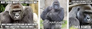 Image result for Harambe Death Timeline Meme