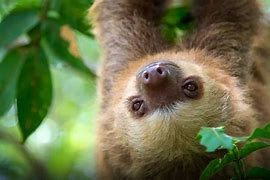 Image result for 2 Toed Sloth Wallpaper