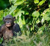Image result for Closest Ape to Humans