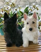 Image result for Cute Terrier Dogs