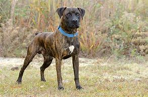 Image result for brindle boxer rescue