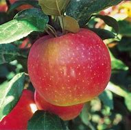 Image result for Zestar Apple Fruit