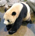 Image result for Le Panda Géant