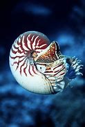 Image result for Nautilus Macromphalus